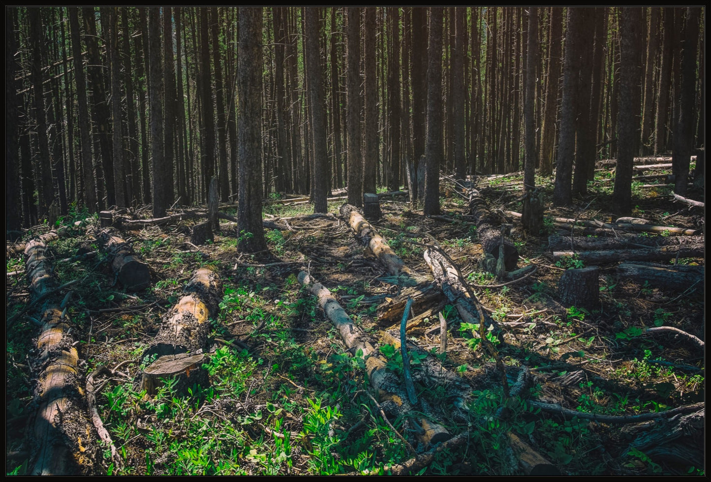 Forest Floor
