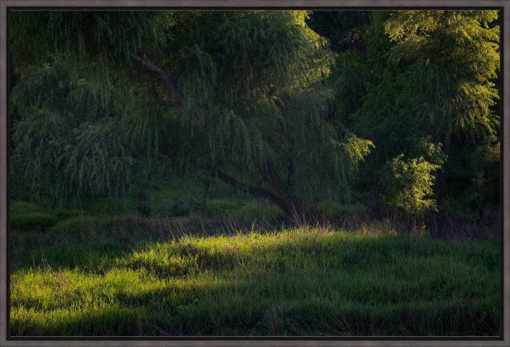 Willow Tree in Late Afternoon Light