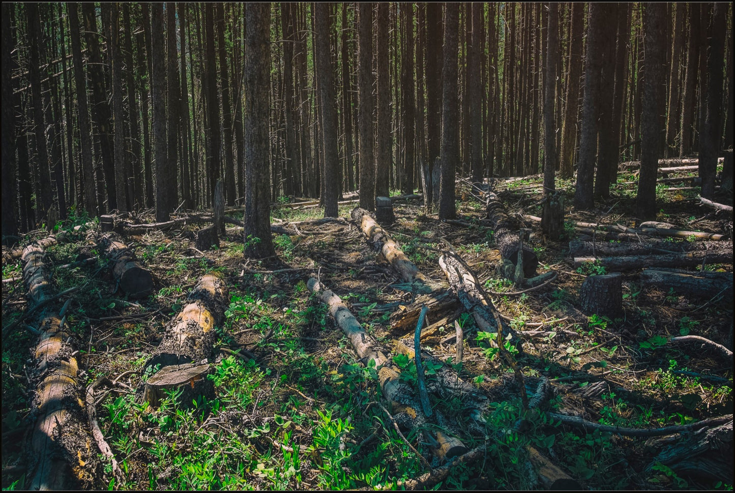 Forest Floor