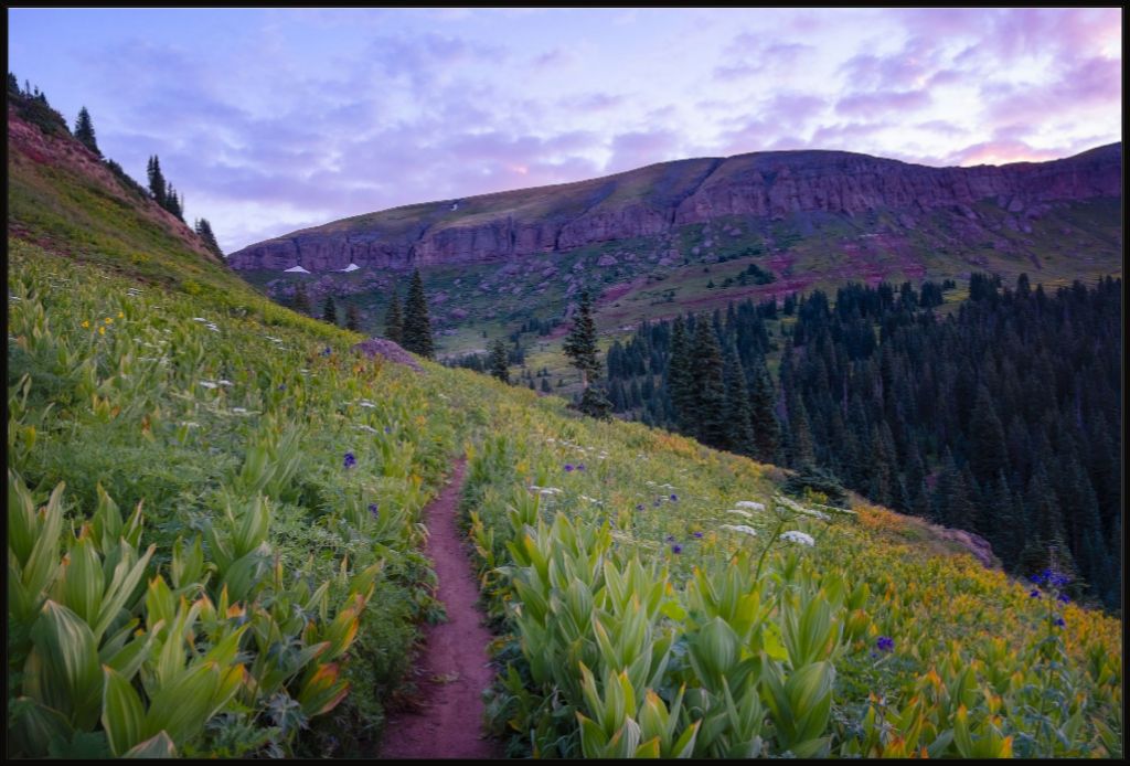 Corn Lily Sunrise II
