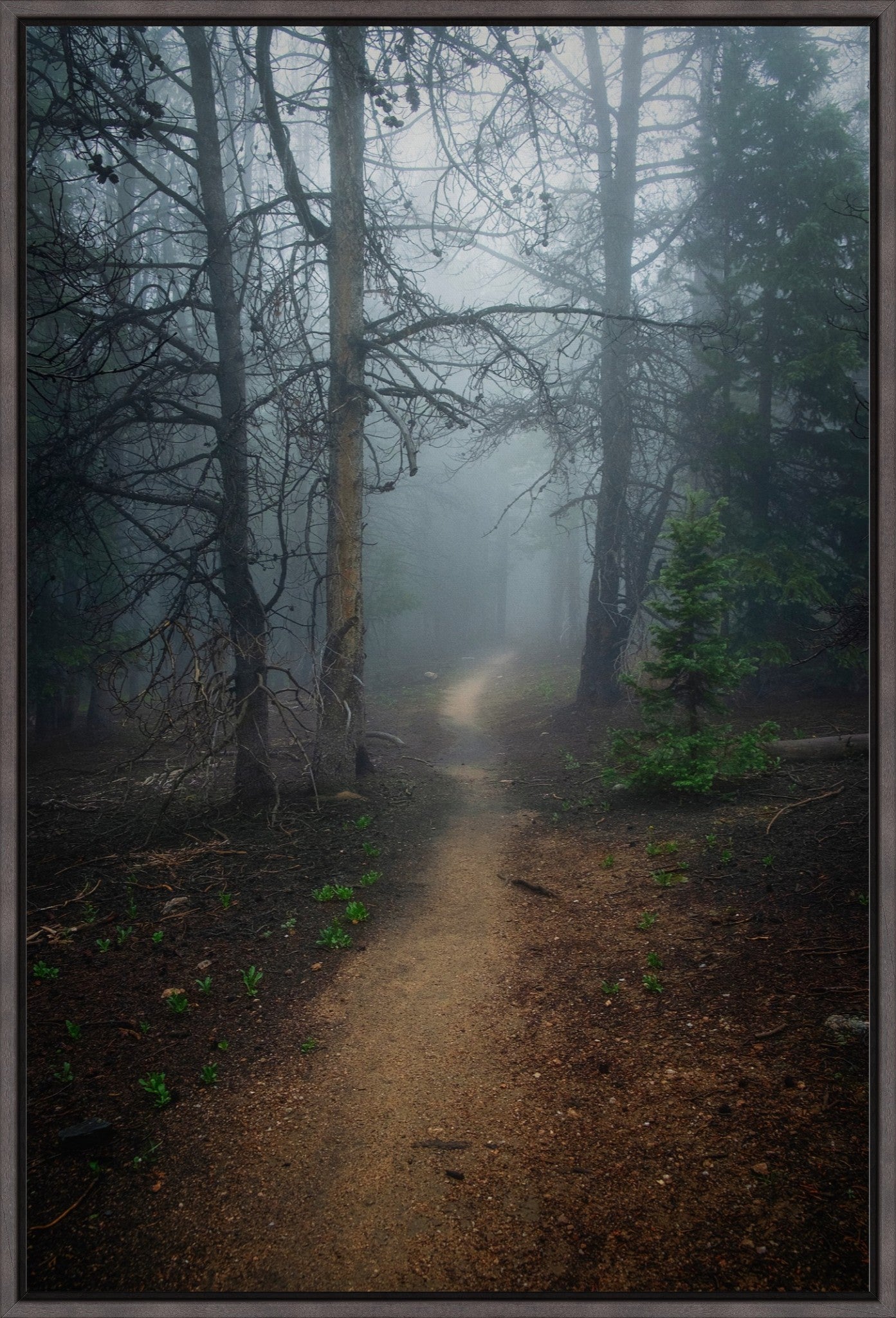 Foggy Mountain Path