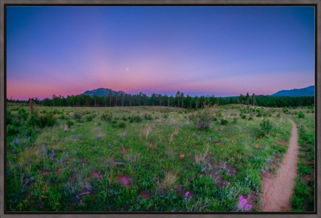 Burn Area Wildflowers