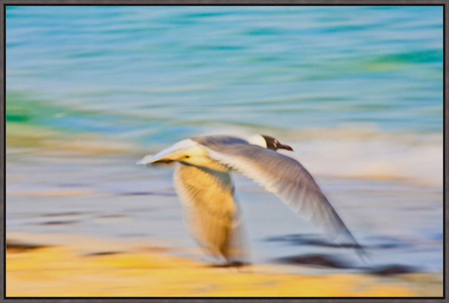 Grand Bahama Gull No. 3