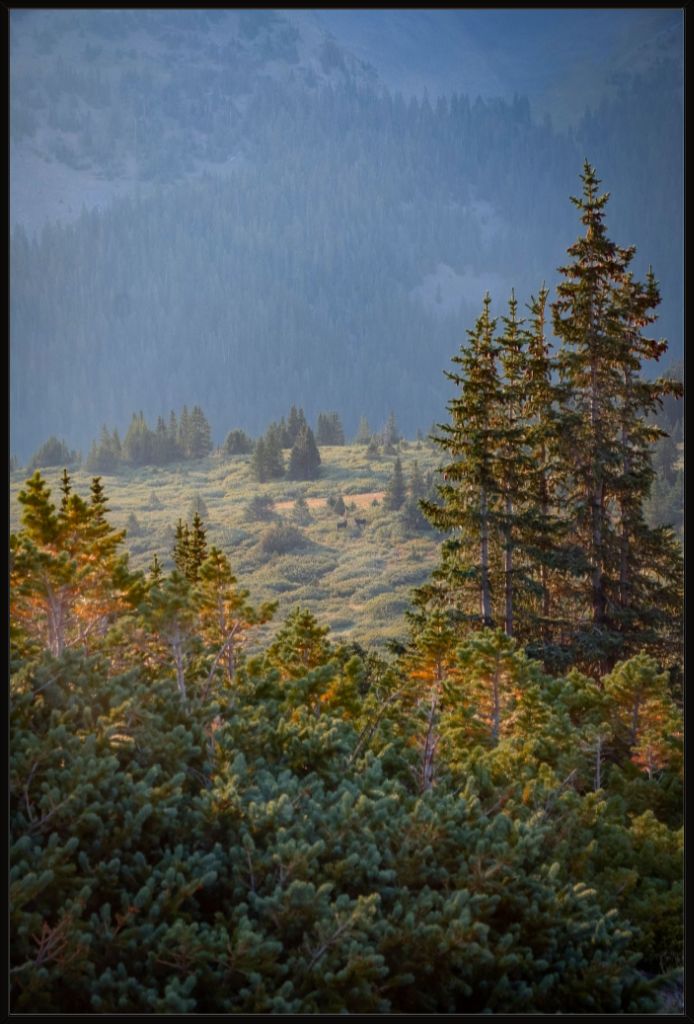Moose Sunrise Vertical