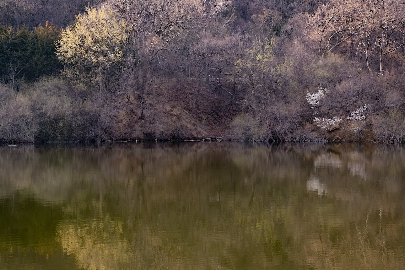 Dogwood Reflections II