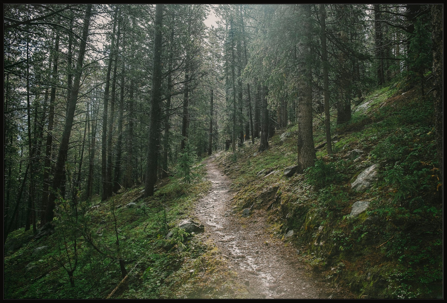 Deep Wilderness