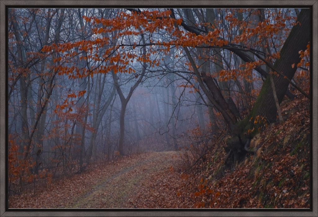 Charity Lake Path in Fog
