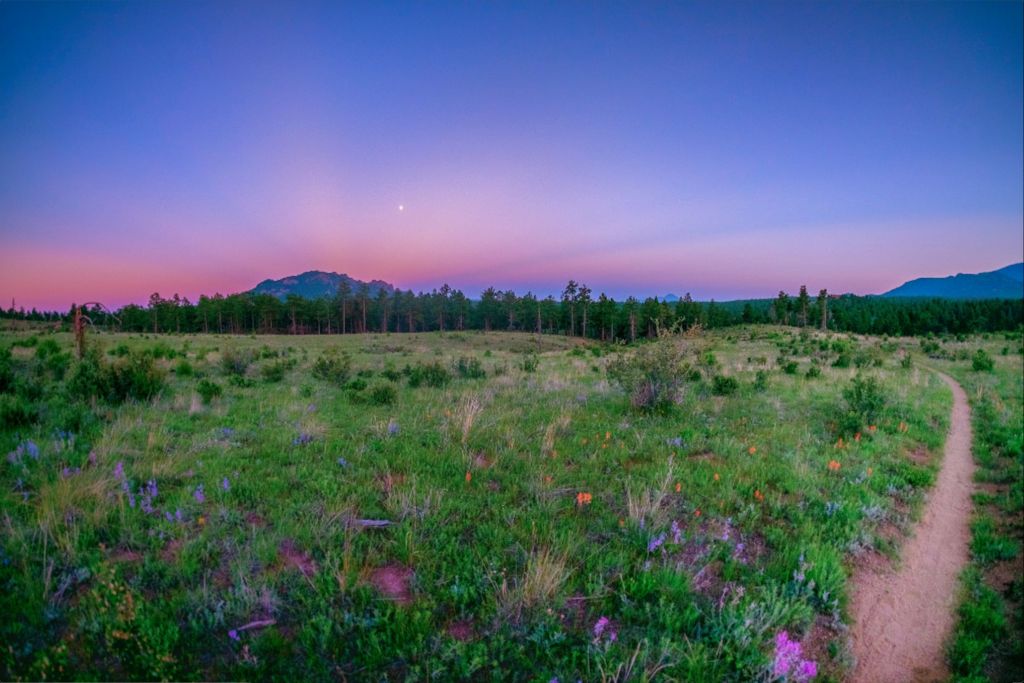 Burn Area Wildflowers