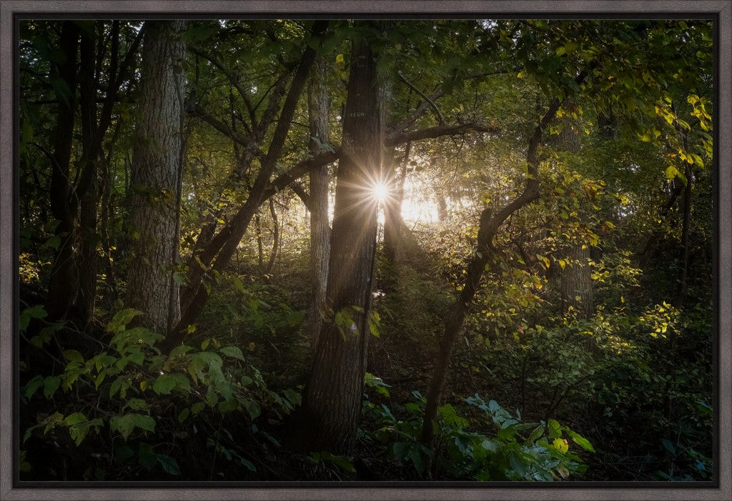 Woodland Sun Star