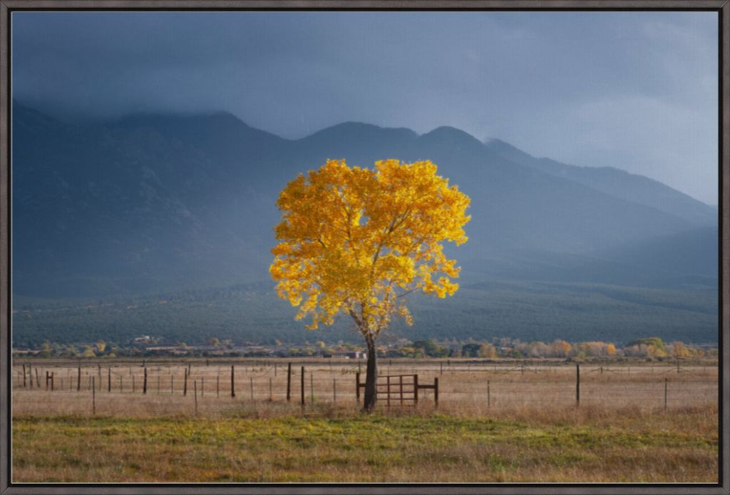 Solitary Cottonwood I