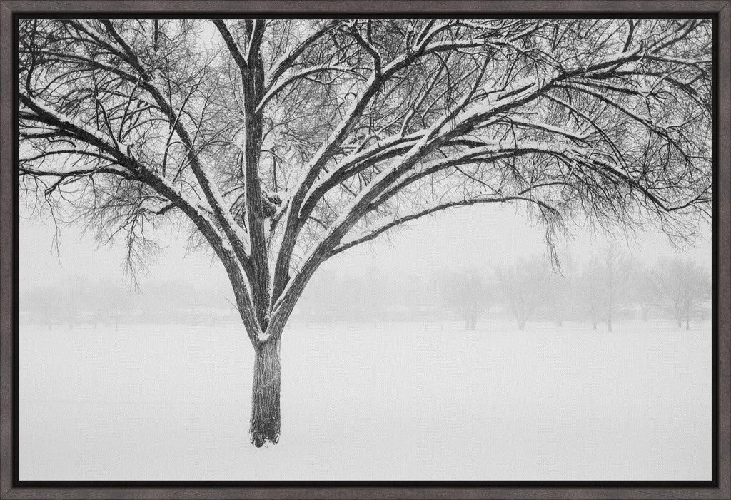 Monochrome Tree in Snow II