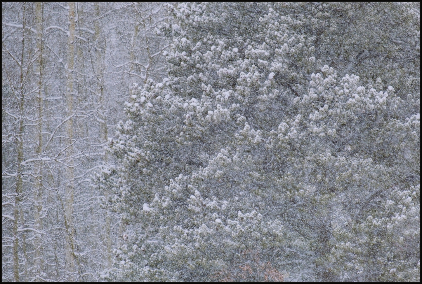 Heavy Snow & Forest Abstract III