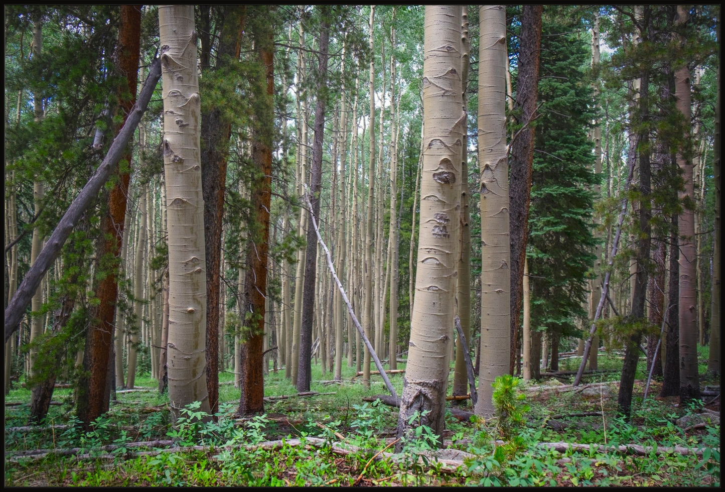 Trailside Perspective