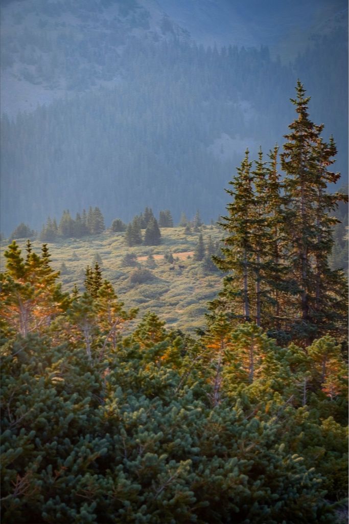 Moose Sunrise Vertical