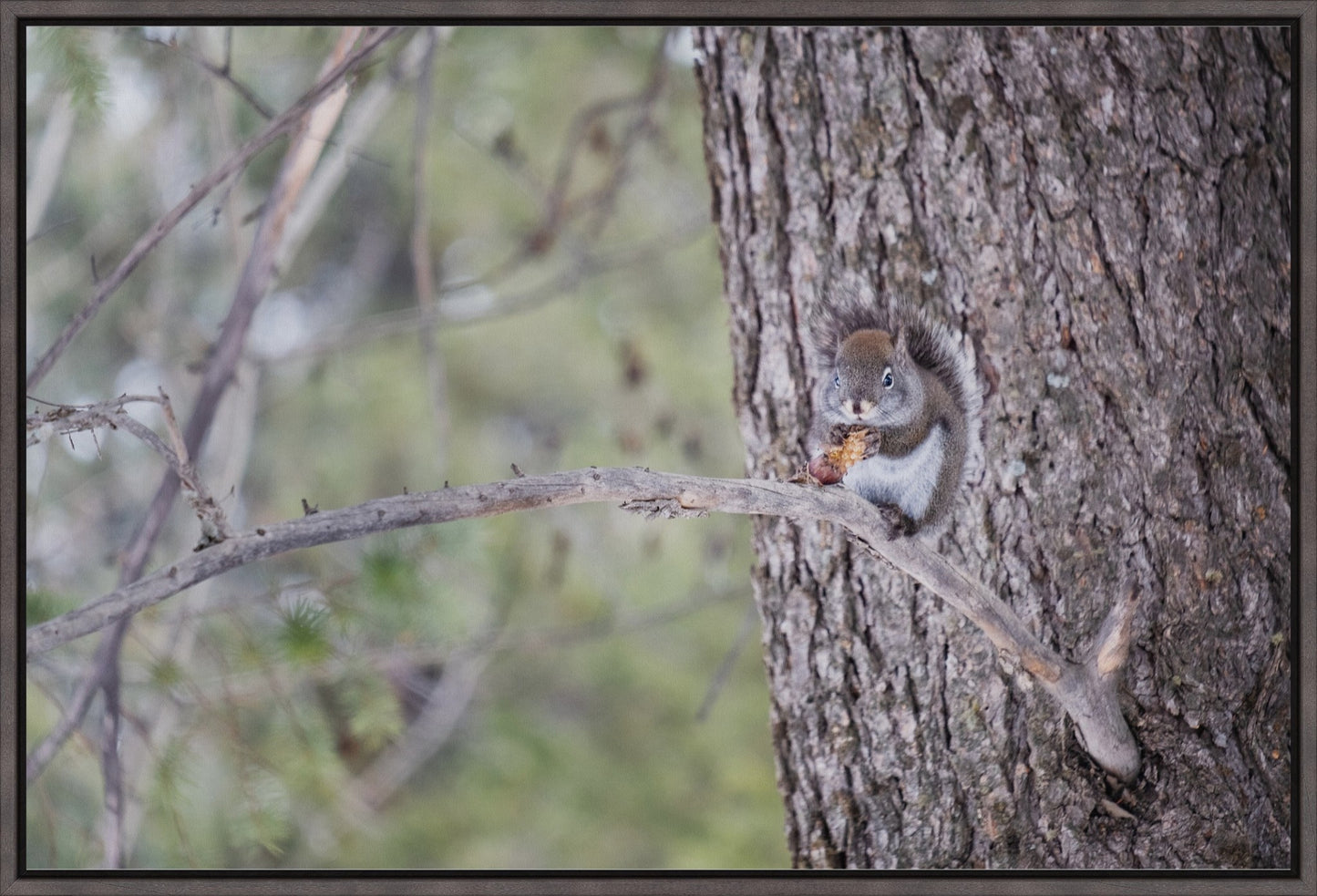 Squirrel & Pine Cone I