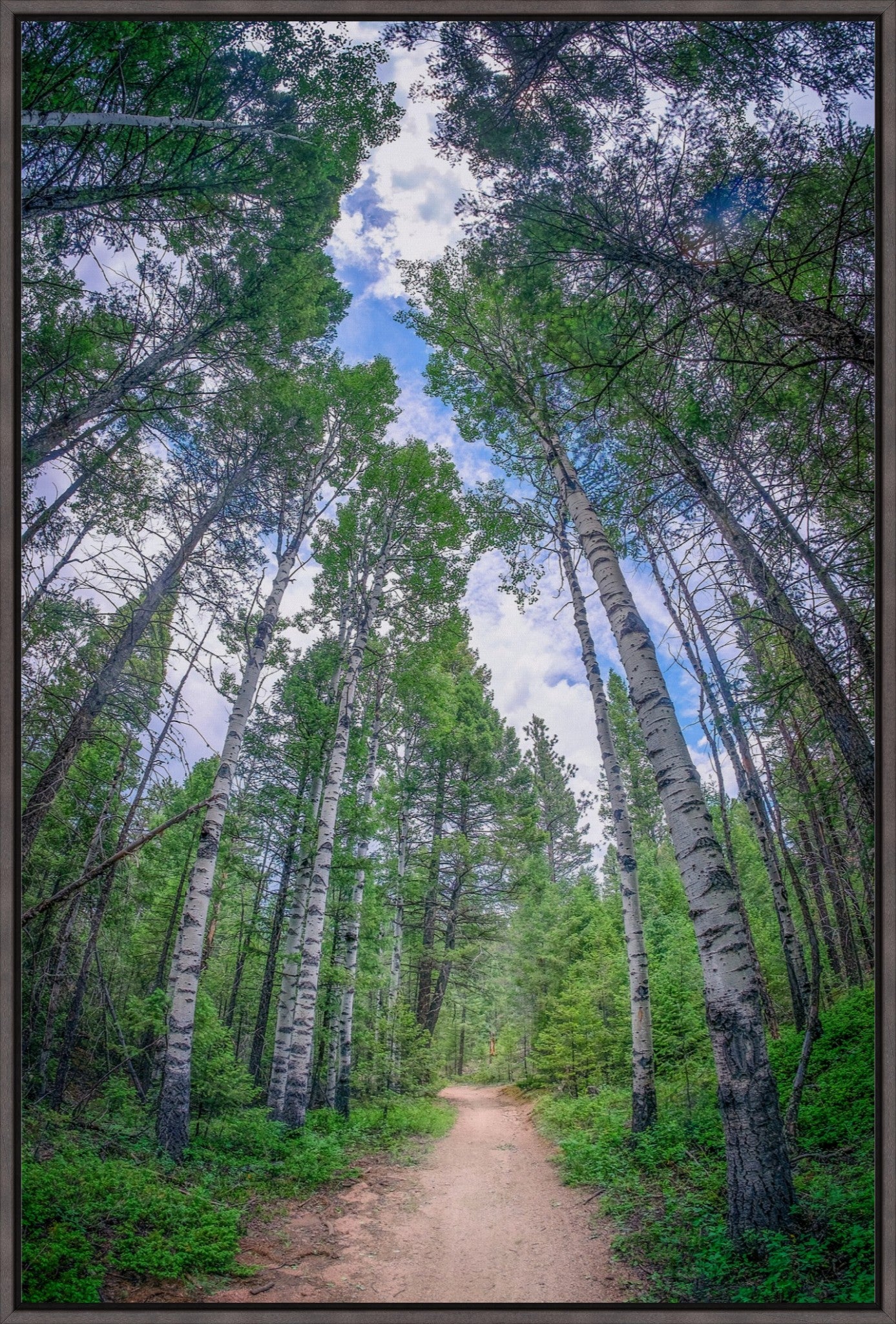 Forest Corridor