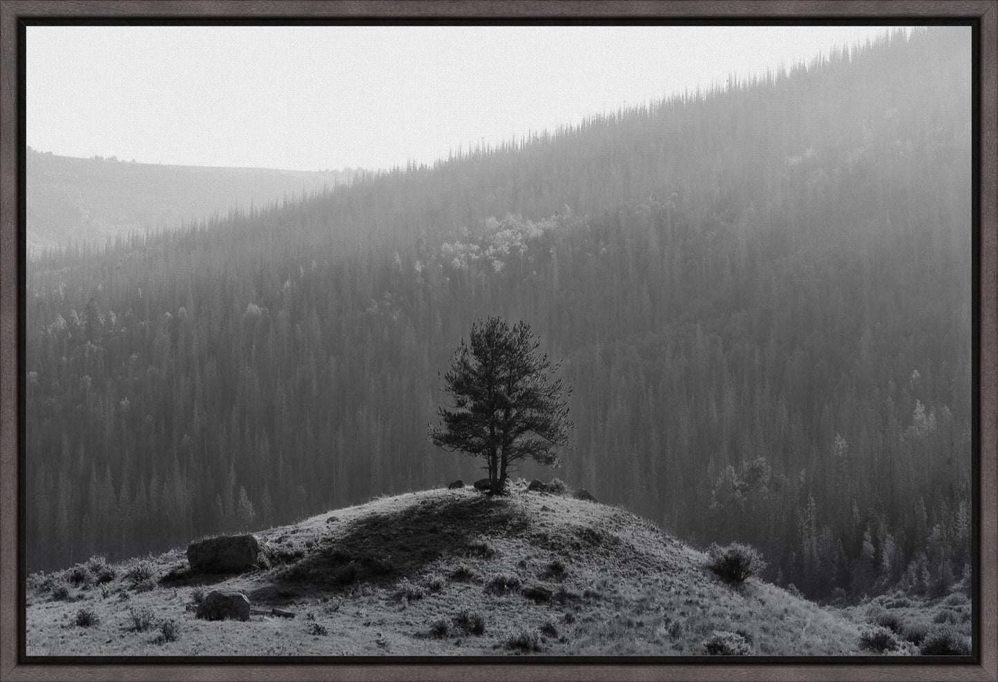 Tree on a Hill