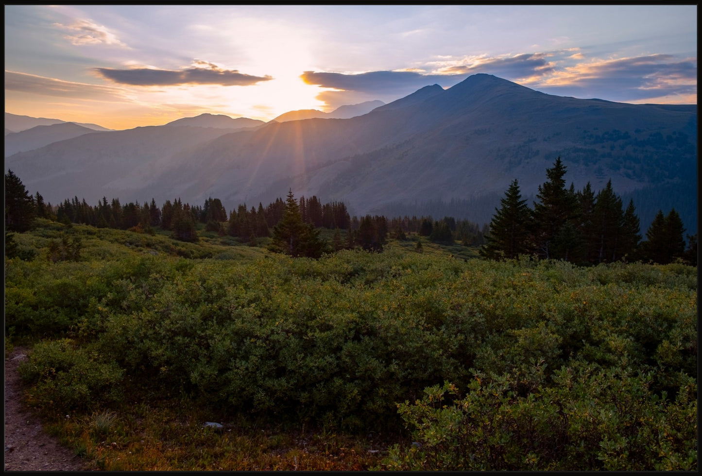 Willow Sunrise
