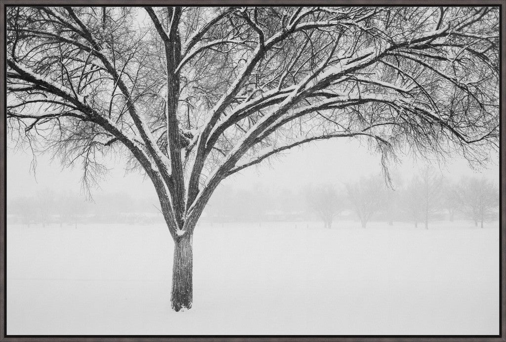 Monochrome Tree in Snow II