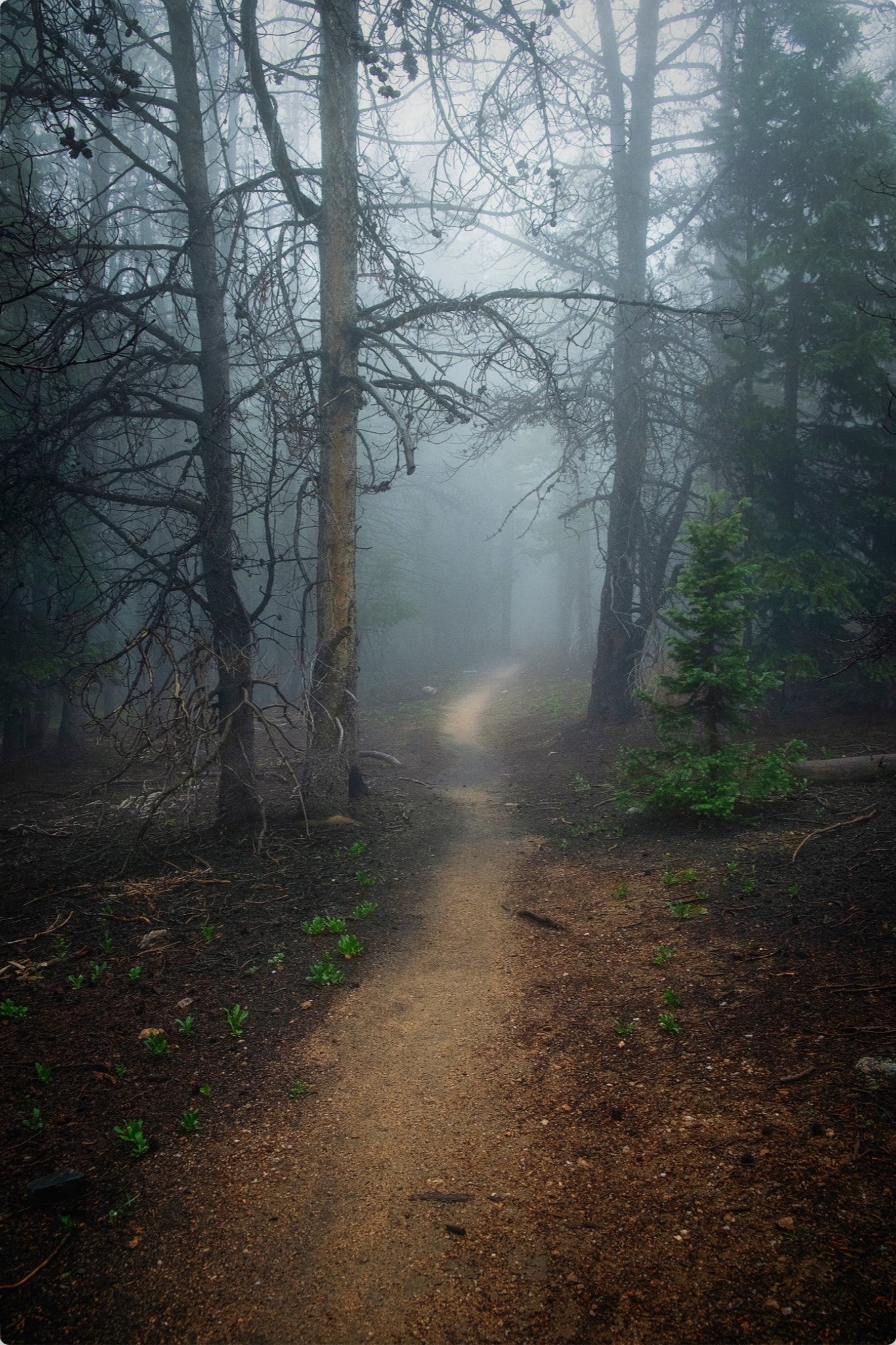 Foggy Mountain Path