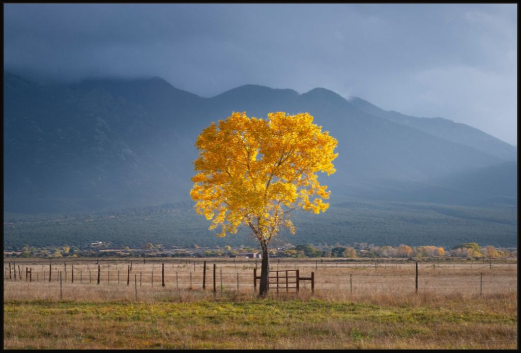 Solitary Cottonwood I