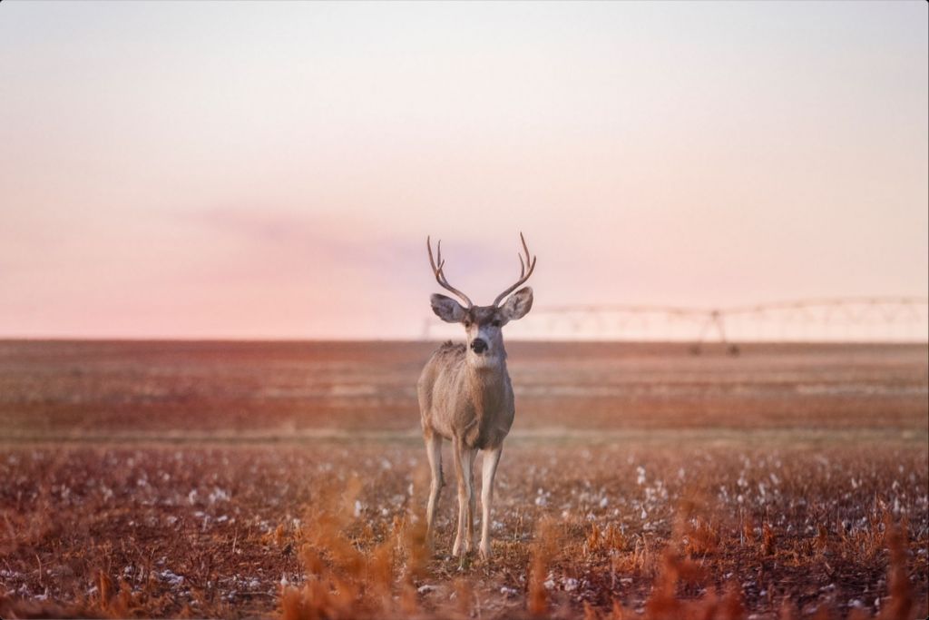 Golden Hour Mule Deer Buck