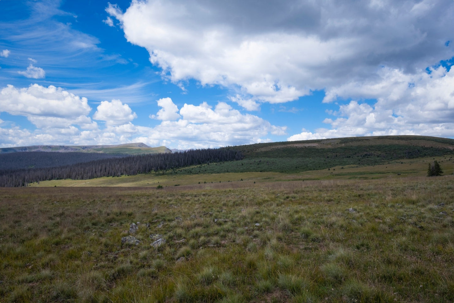 Soft Green Meadow