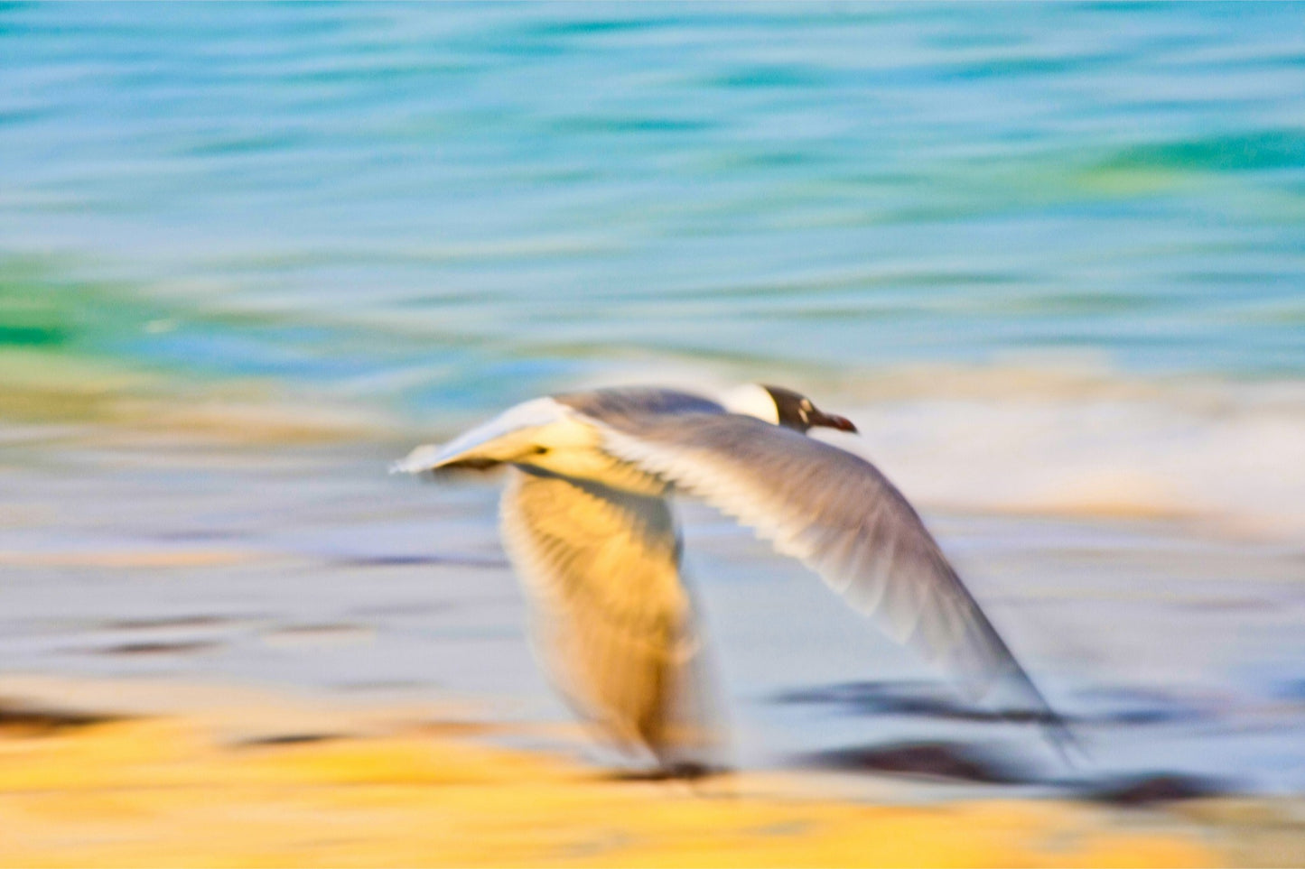 Grand Bahama Gull No. 3