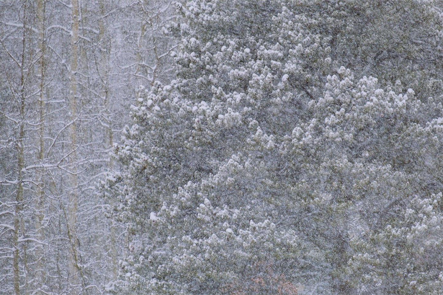 Heavy Snow & Forest Abstract III
