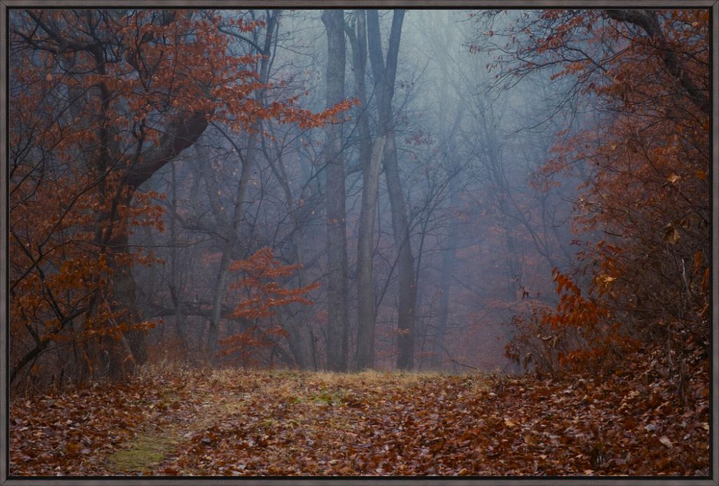 Foggy Winter Forest Path
