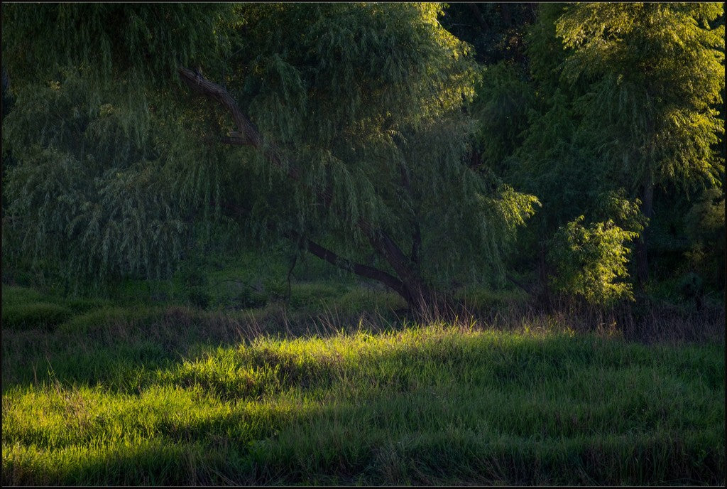 Willow Tree in Late Afternoon Light