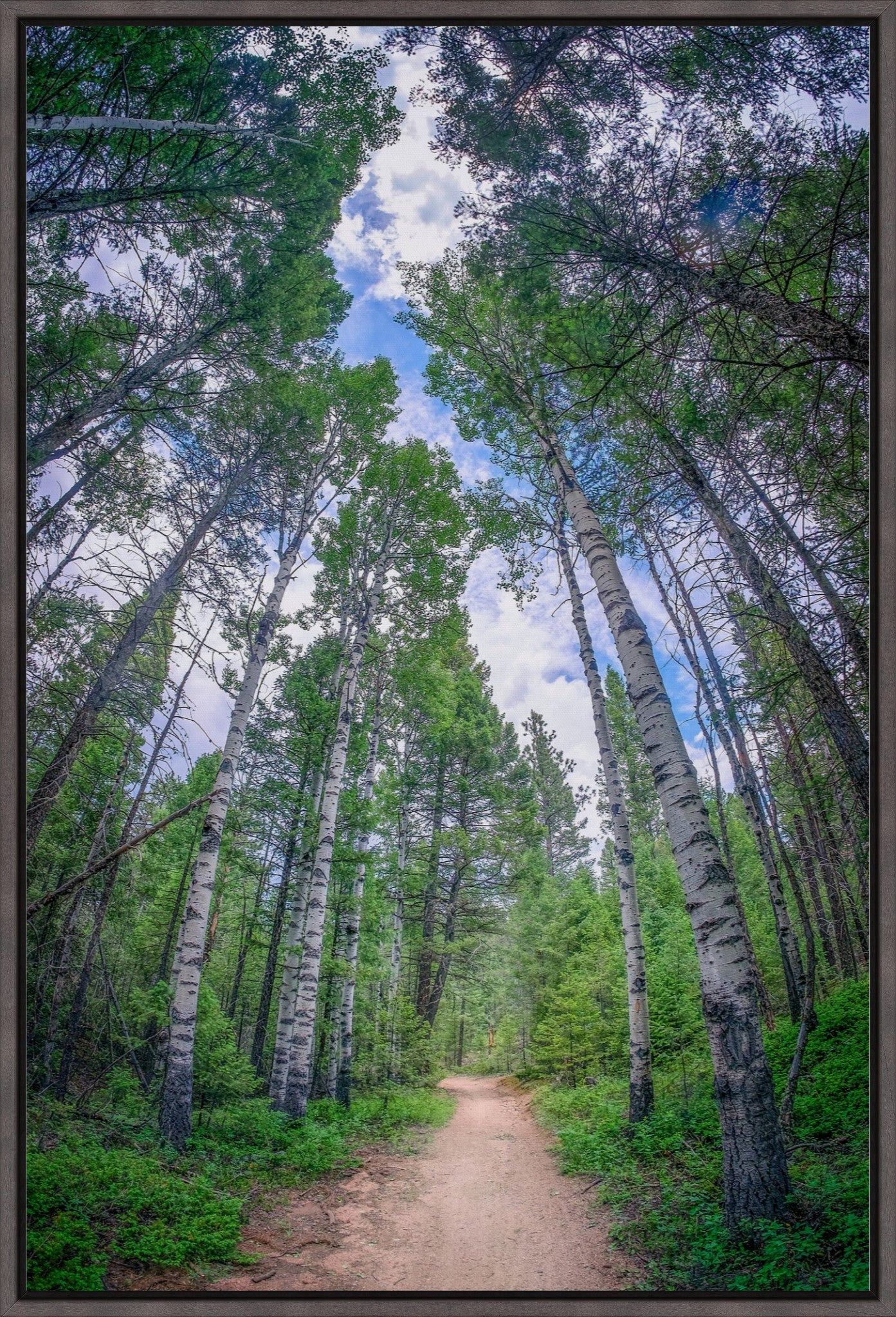 Forest Corridor