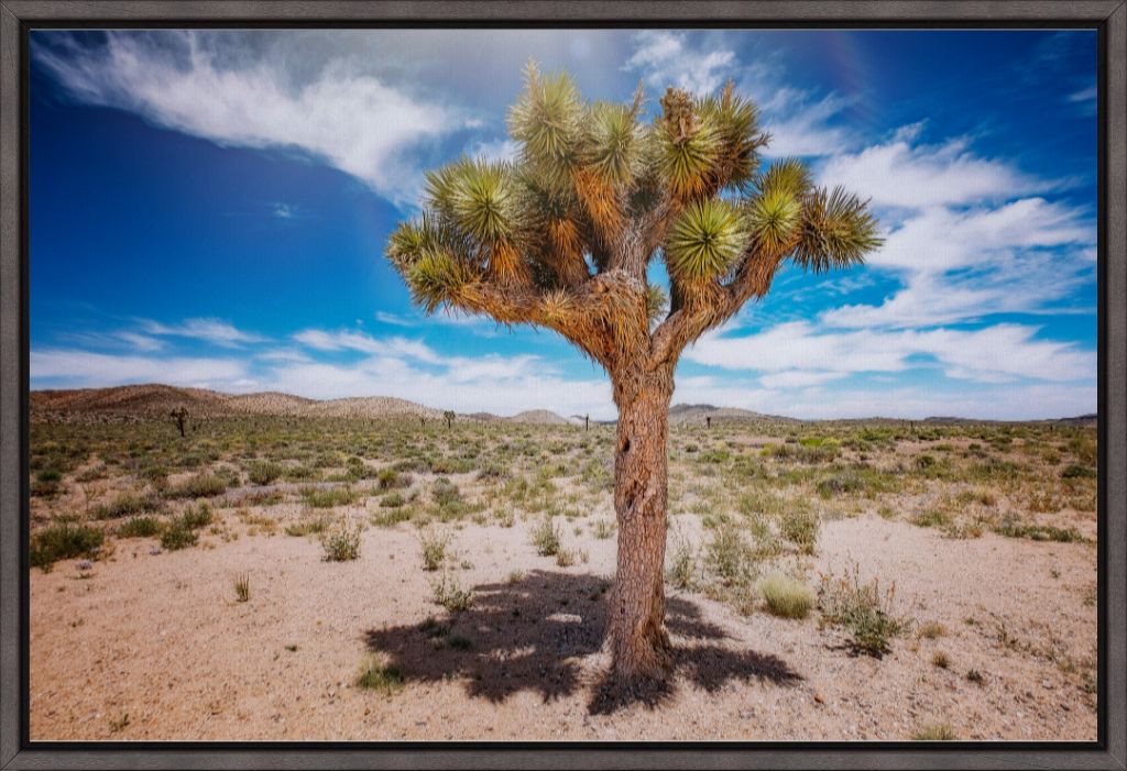 Joshua Tree