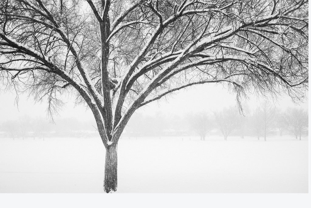 Monochrome Tree in Snow II