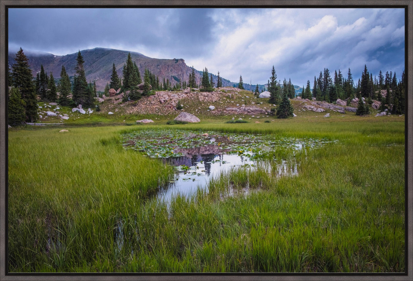 The Lily Pond