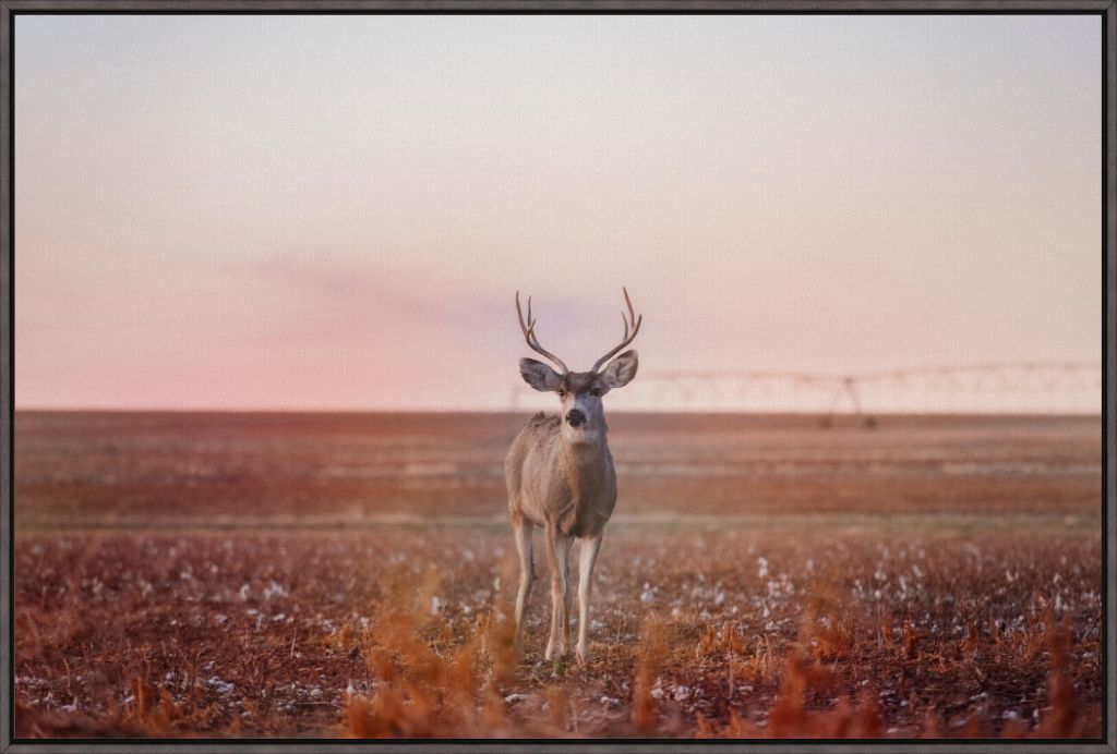 Golden Hour Mule Deer Buck