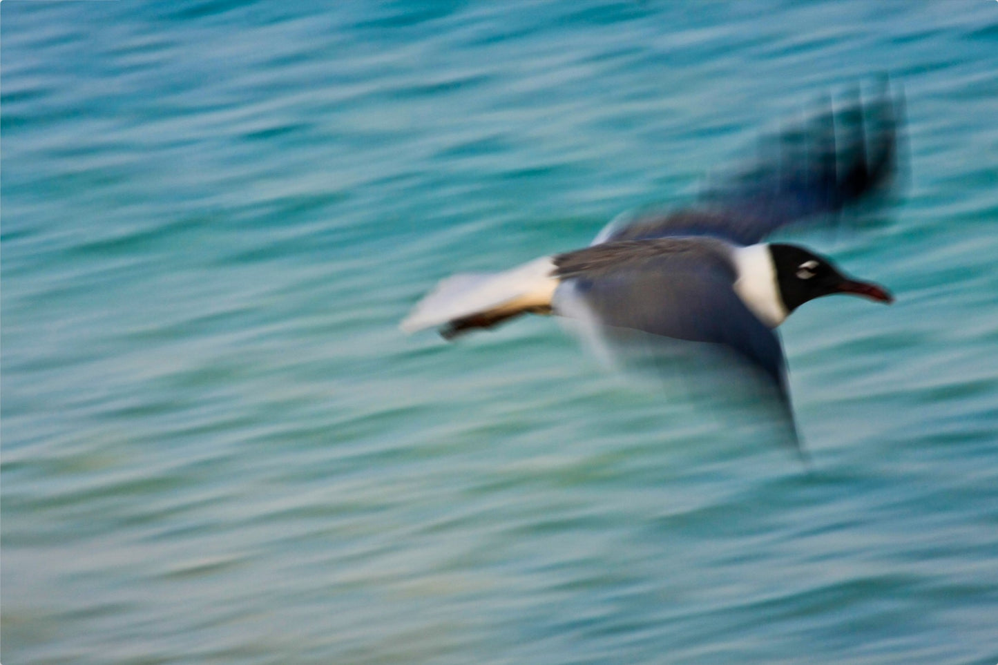 Grand Bahama Gull No. 2