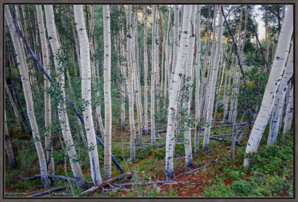Wall of Aspens