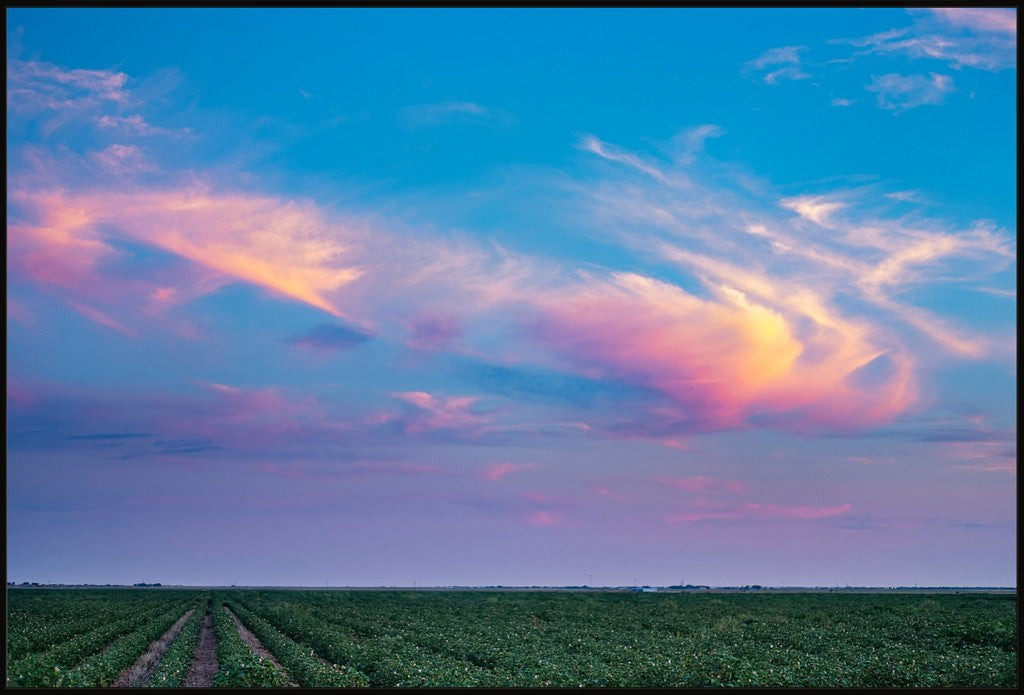 Cotton Field at Sunset