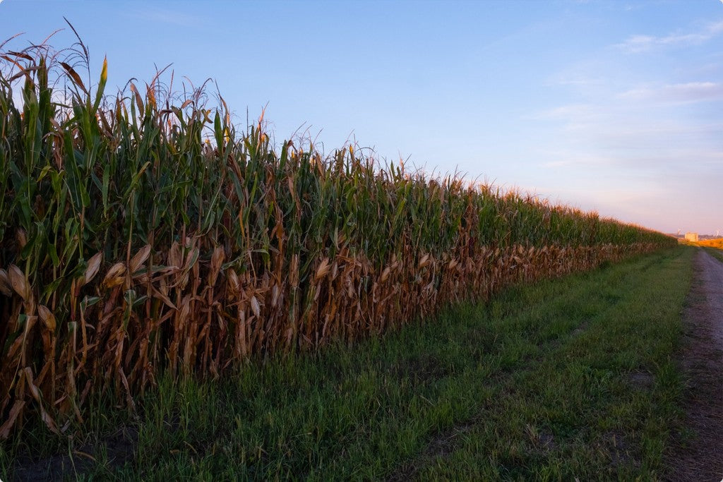 Land of the Tall Corn II