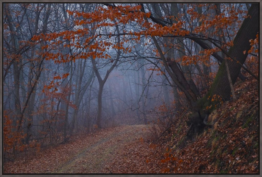 Charity Lake Path in Fog