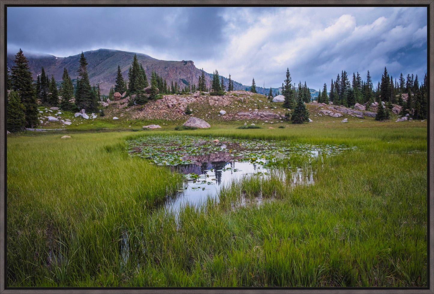 The Lily Pond