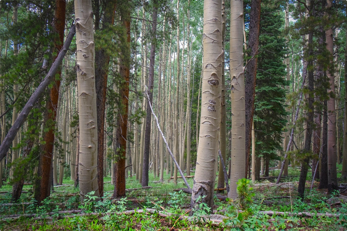 Trailside Perspective