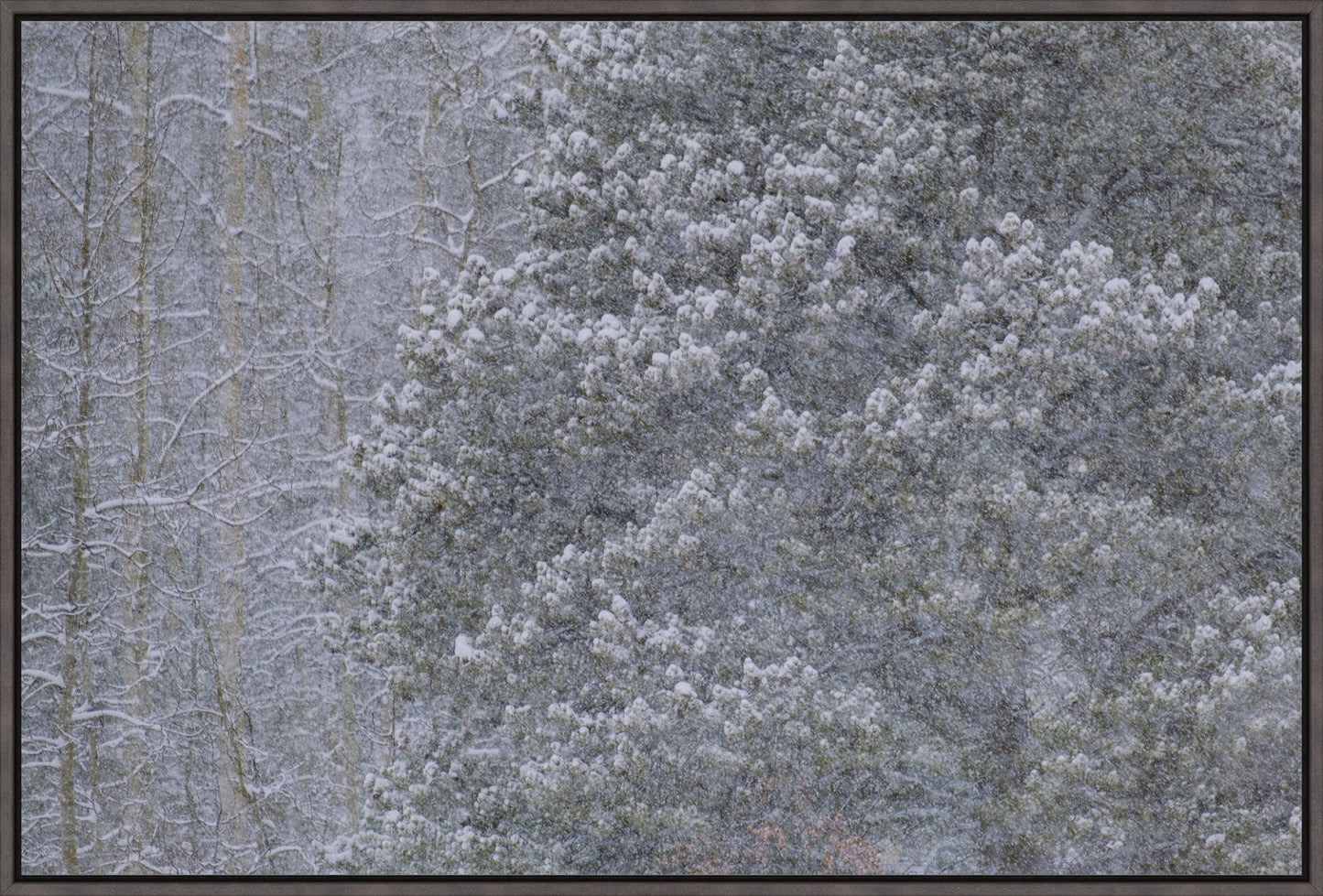Heavy Snow & Forest Abstract III