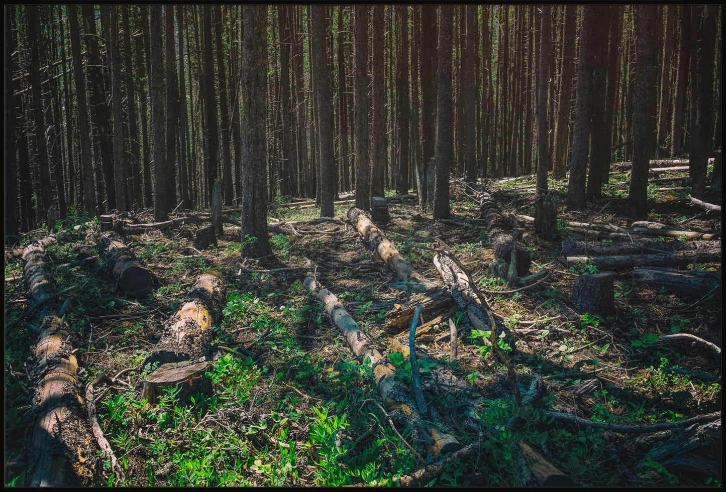 Forest Floor
