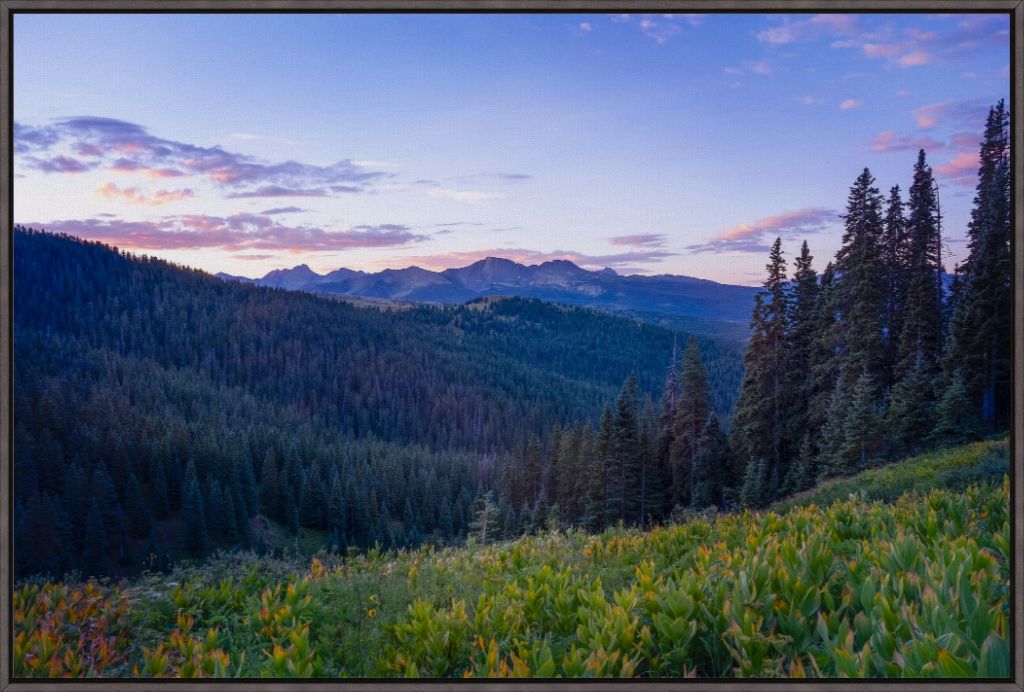 Corn Lily Sunrise I
