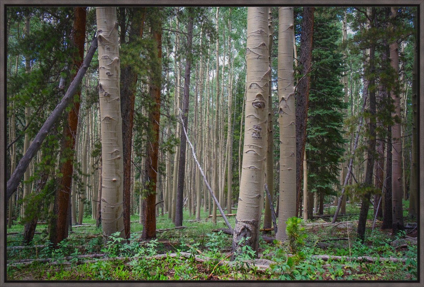 Trailside Perspective