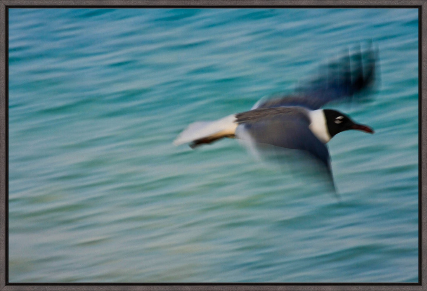 Grand Bahama Gull No. 2