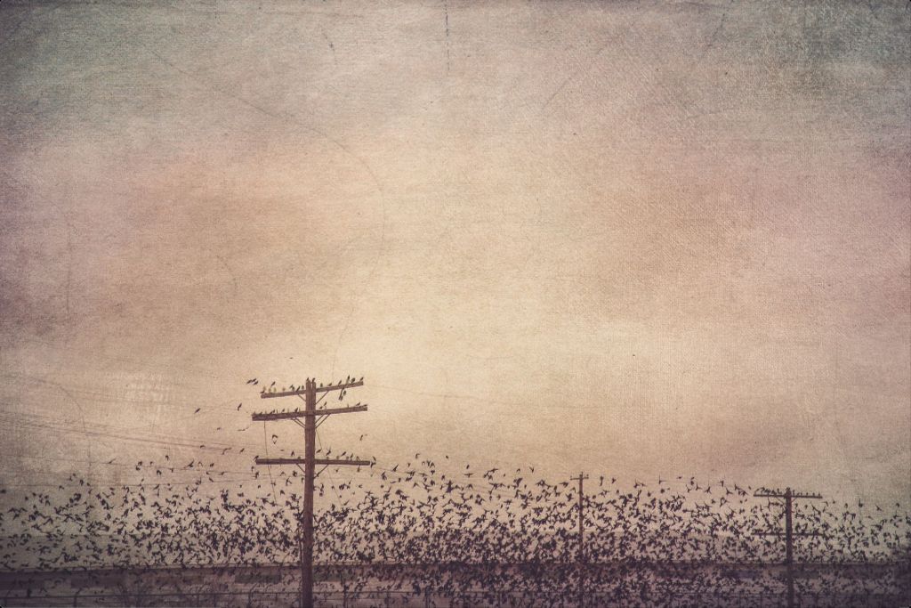Winter Birds