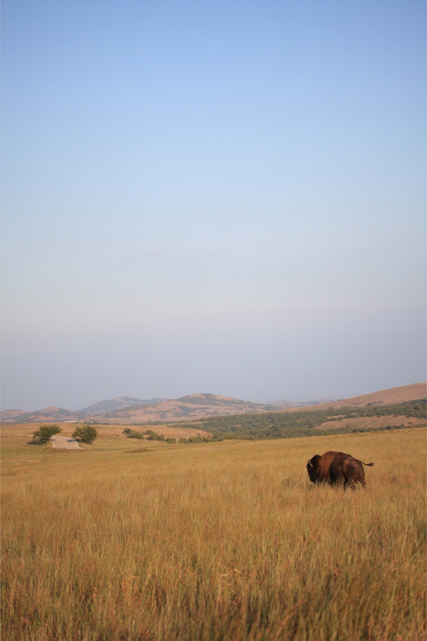 Kansas Bison